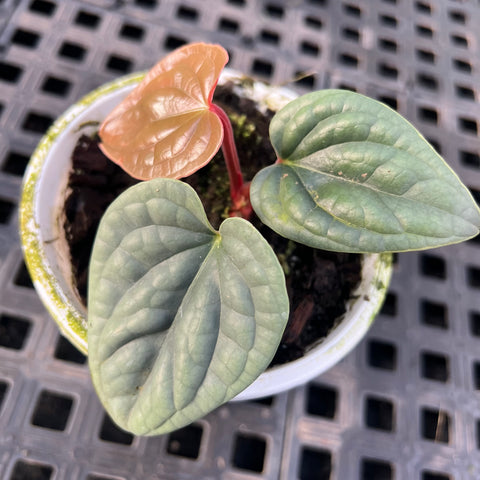 Anthurium luxurians 'platinum'