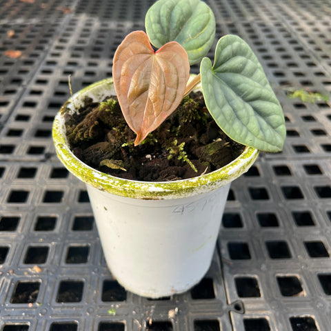 Anthurium luxurians 'platinum'