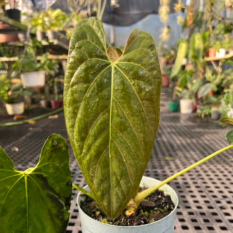 Anthurium Papillilaminum 'Dark'
