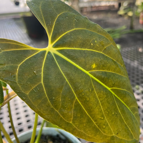 Anthurium Papillilaminum 'Dark'