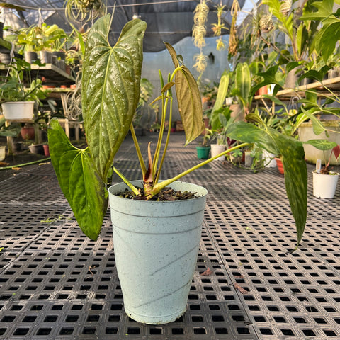 Anthurium Papillilaminum 'Dark'