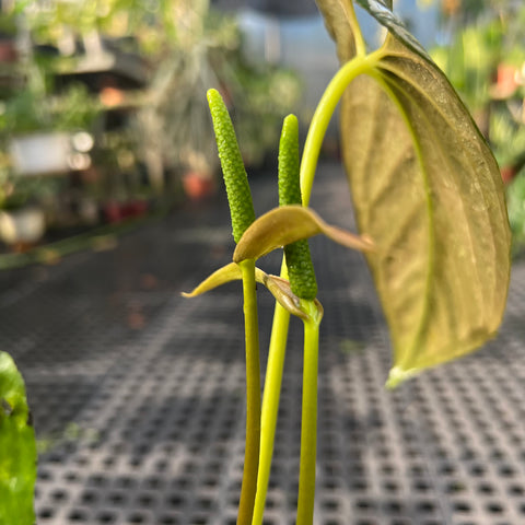 Anthurium Papillilaminum 'Dark'