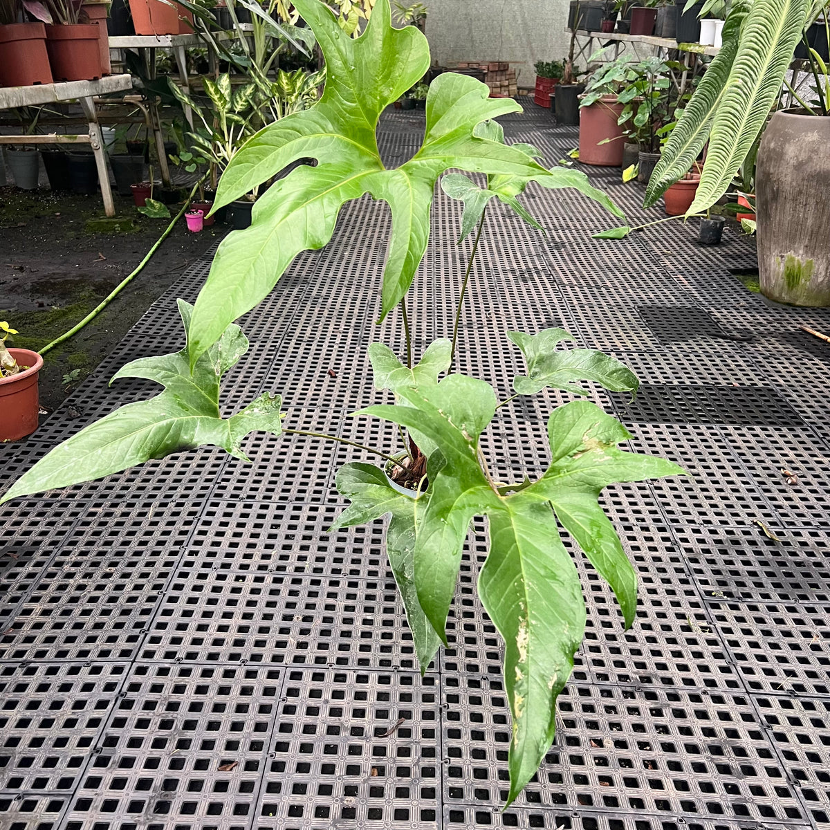 anthurium pedatum vs pedatoradiatum Anthurium pedatum – Entre Raízes Botânica