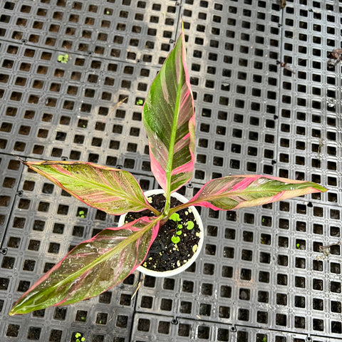 Musa Nono Pink 'variegata'