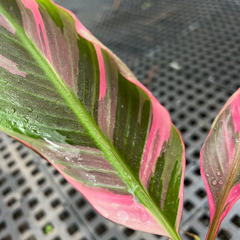 Musa Nono Pink 'variegata'