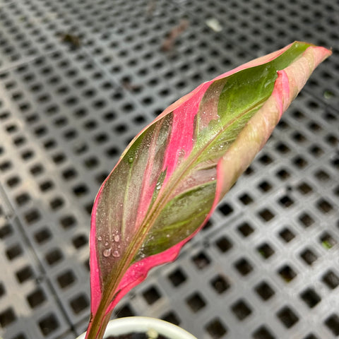 Musa Nono Pink 'variegata'