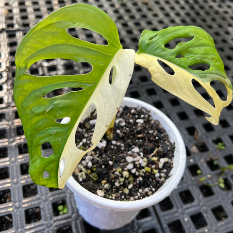 Monstera adansonii variegata