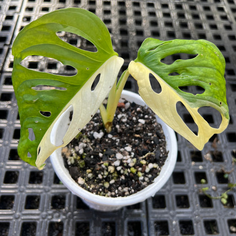 Monstera adansonii variegata