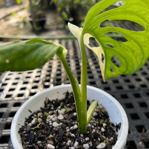 Monstera adansonii variegata