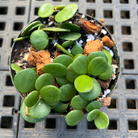 Peperomia 'Hope' (Peperomia tetraphylla)
