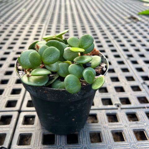 Peperomia 'Hope' (Peperomia tetraphylla)