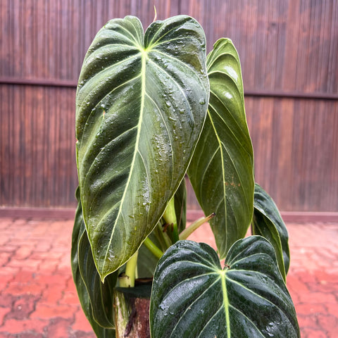 Philodendron melanochrysum 'GRANDE' no tutor
