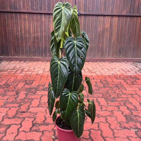 Philodendron melanochrysum 'GRANDE' no tutor