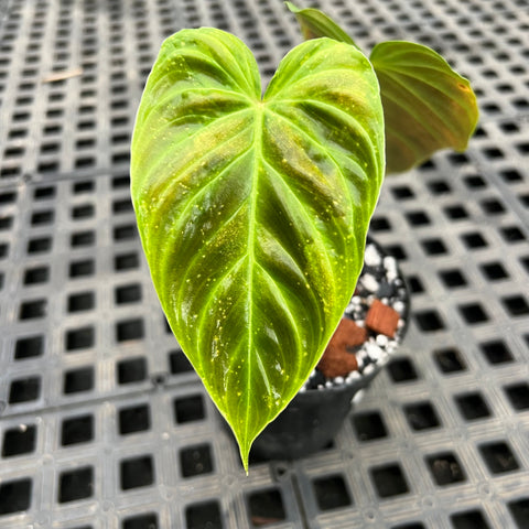 Philodedron 'splendid'