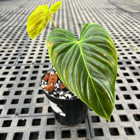 Philodedron 'splendid'