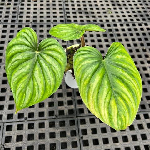 Philodendron plowmanii “Dark Form”