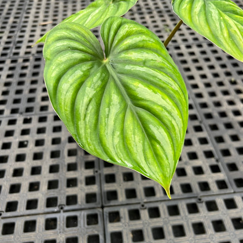 Philodendron plowmanii “Dark Form”