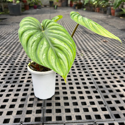 Philodendron plowmanii “Dark Form”