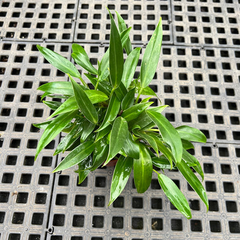 Philodendron 'Pin Cushion'
