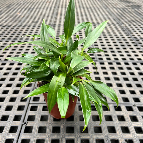 Philodendron 'Pin Cushion'