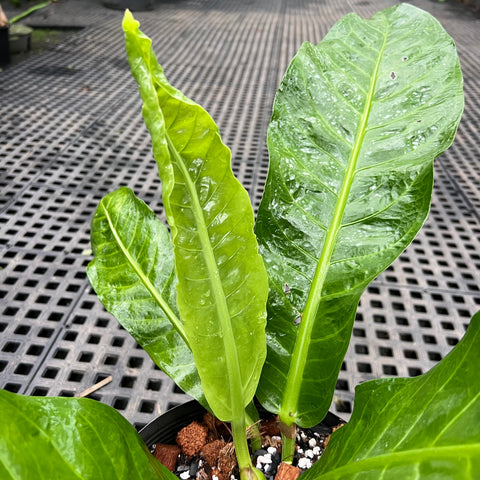 Anthurium salvinii