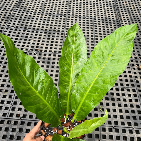 Anthurium salvinii