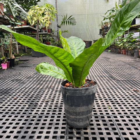 Anthurium salvinii