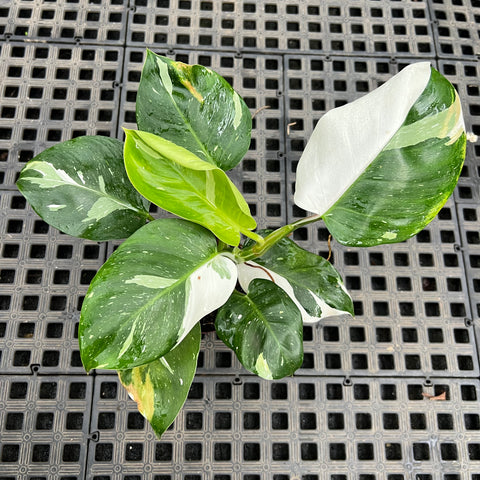 Philodendron 'White Wizard'