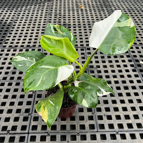 Philodendron 'White Wizard'