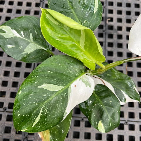 Philodendron 'White Wizard'