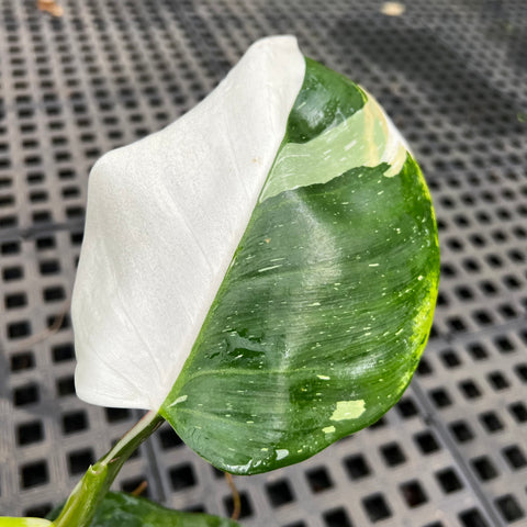 Philodendron 'White Wizard'