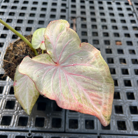 Caladium Renda