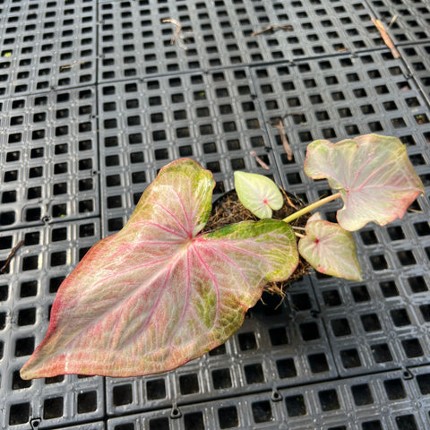 Caladium Renda