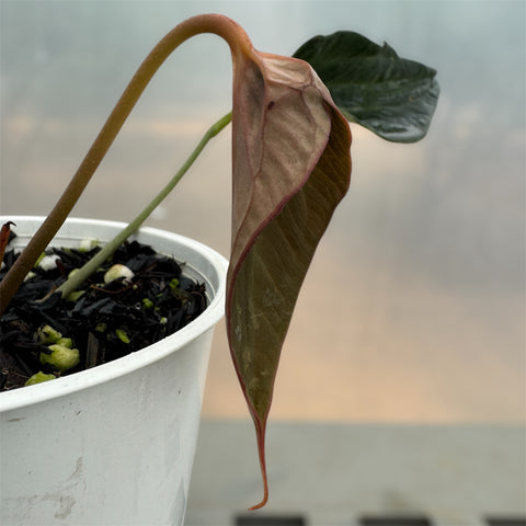 Anthurium 'Electric spoon'