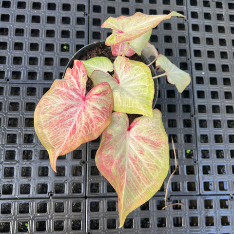 Caladium Especial 09