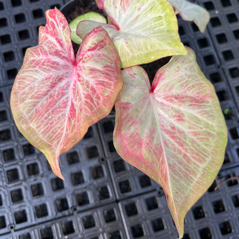 Caladium Especial 09