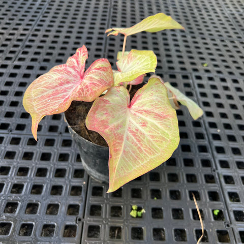 Caladium Especial 09