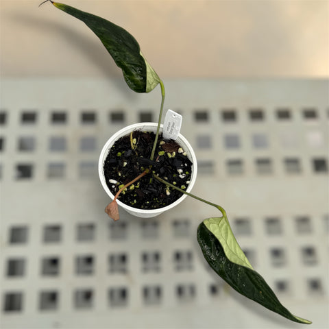 Anthurium 'Electric spoon'