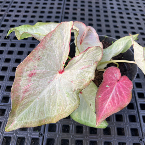 Caladium Especial 08