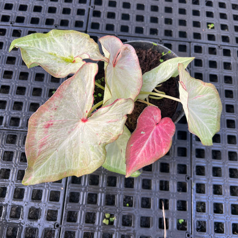 Caladium Especial 08