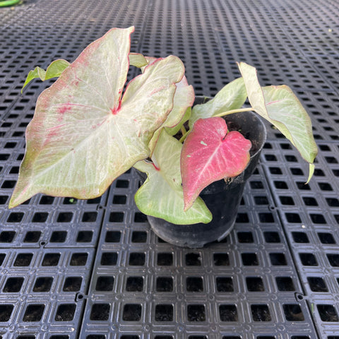 Caladium Especial 08
