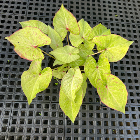 Caladium Especial 07