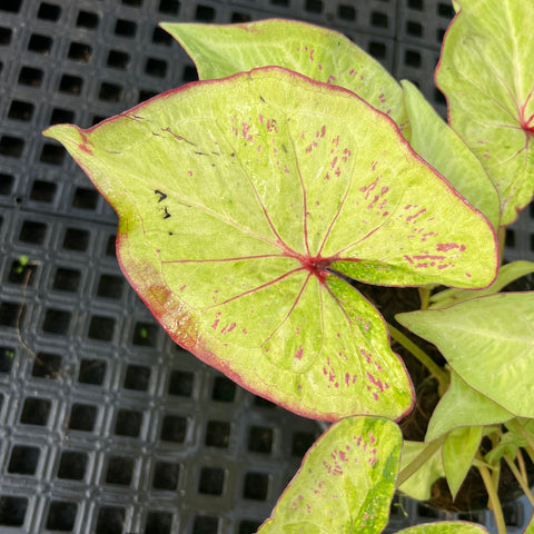 Caladium Especial 07