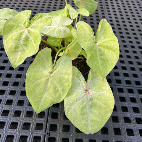 Caladium Especial 05