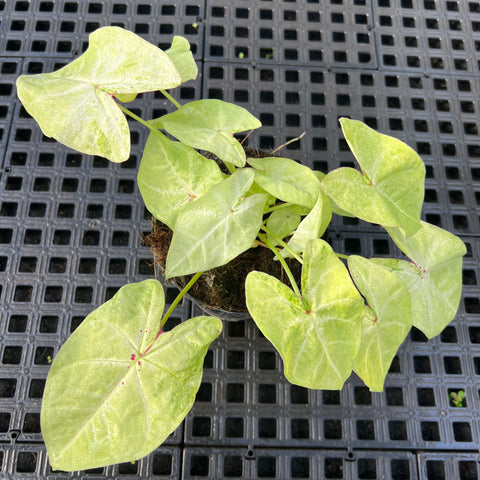 Caladium Especial 05