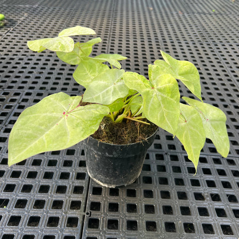 Caladium Especial 05
