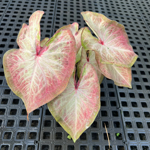 Caladium Especial 06