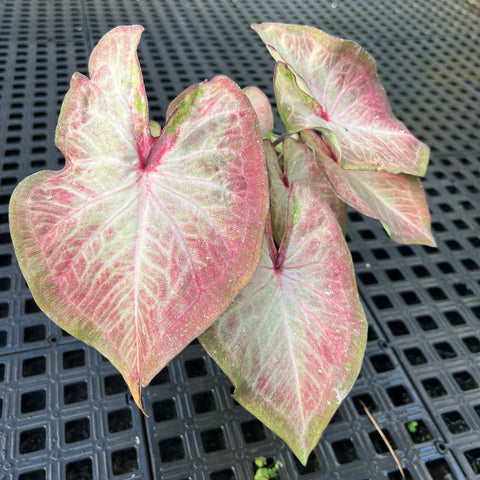 Caladium Especial 06