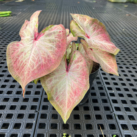 Caladium Especial 06