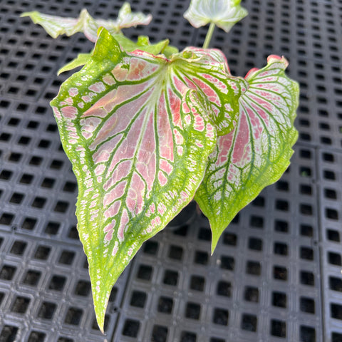 Caladium 'Thai Beauty'